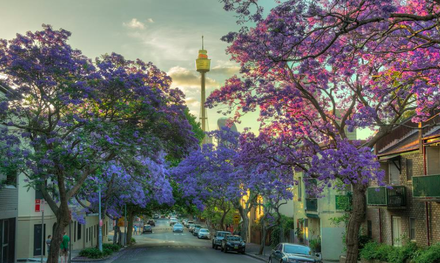 Sydney Jacaranda Blooms – Incredible Flowering Trees in Our City