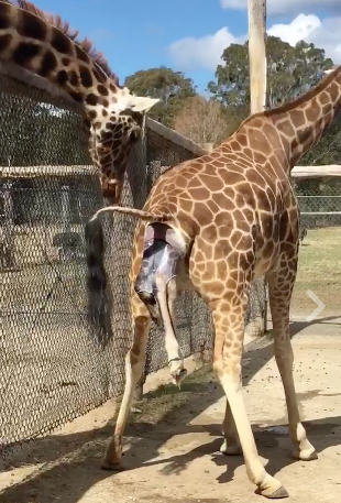 Video : Mogo Zoo Giraffe Birth Caught on Camera in NSW – Sydney News